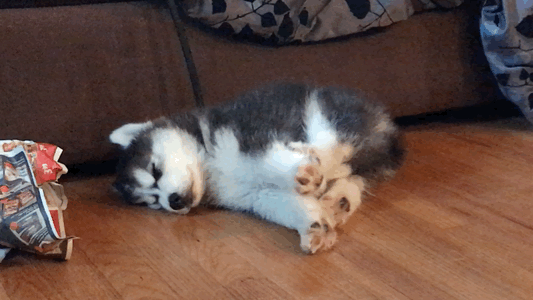 what-do-doggies-dream-of-when-they-take-a-little-doggy-snooze-2.gif