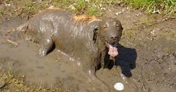 Image result for dirty dog